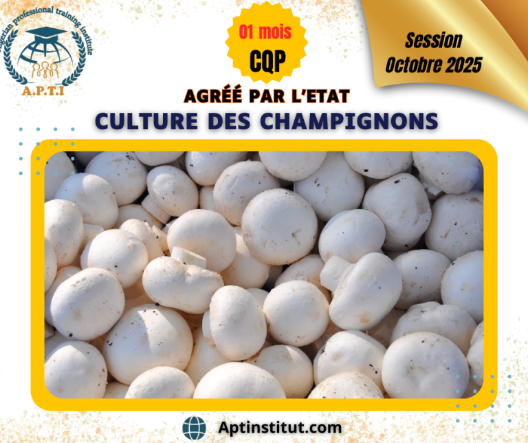 Culture des champignons